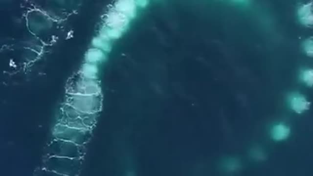 4 whales 🐳 🎥 🐋 Credit alonesomewhale🏷 #oceaninspiration #shark #ocean #shorts