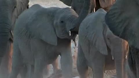 Elephant is quite family