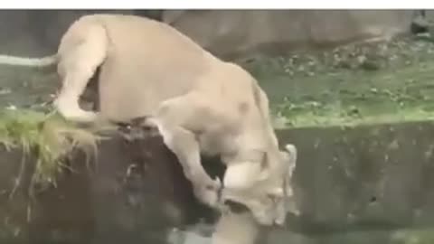 A Lion pushes its child. Then this happens...