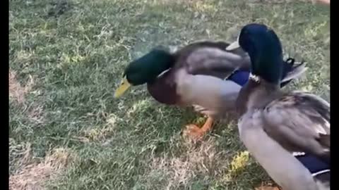 Dog STEPS on duck and regrets it IMMEDIATELY | Funny Pet Video