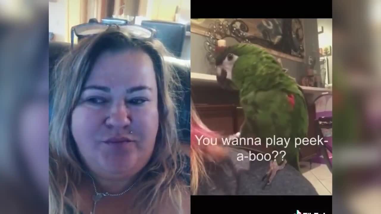 Funny Parrot Talking Videos On TikTok ~ CUTE Birds Doing Funny Things