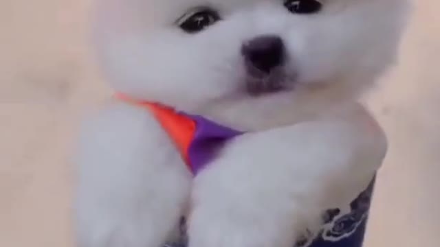 Cute Puppies , beautiful dogs, Puppies