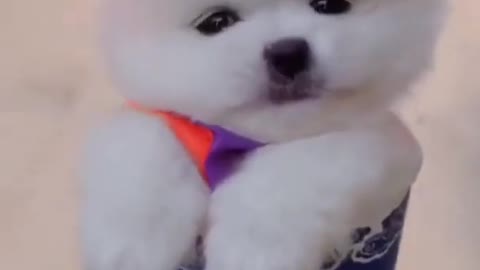 Cute Puppies , beautiful dogs, Puppies
