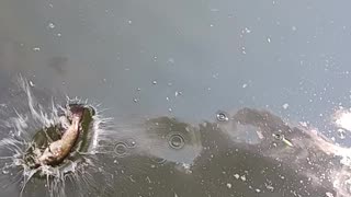 Bullhead catfish
