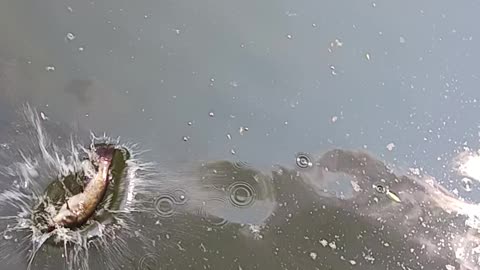Bullhead catfish