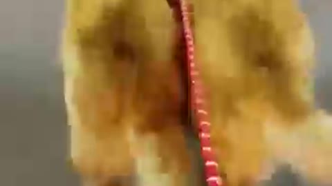 Two dogs walking in unison