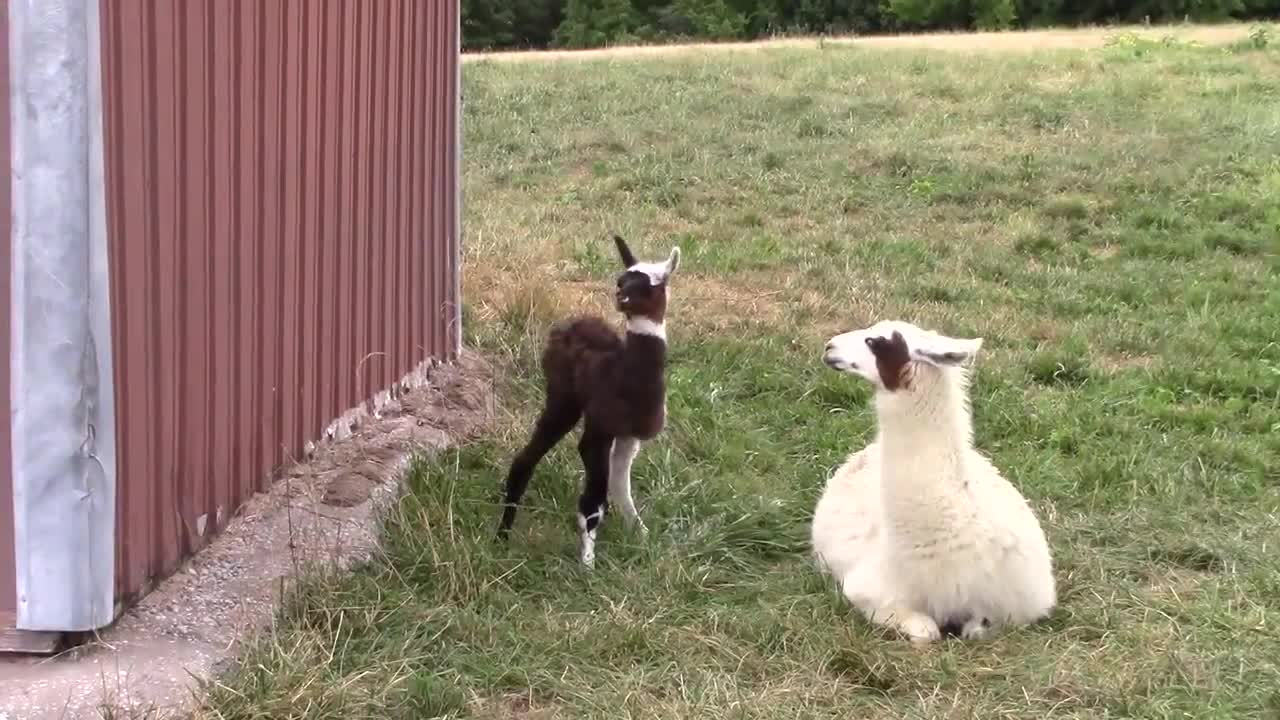 Baby Alpaca From Birth to First Steps