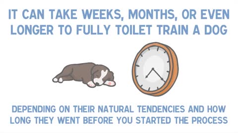 7 Quick Way to train a puppy for TOILET TRAINING