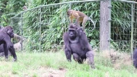 Funny monkey video