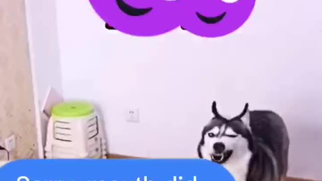 You can do nothing to an arrogant Huskie