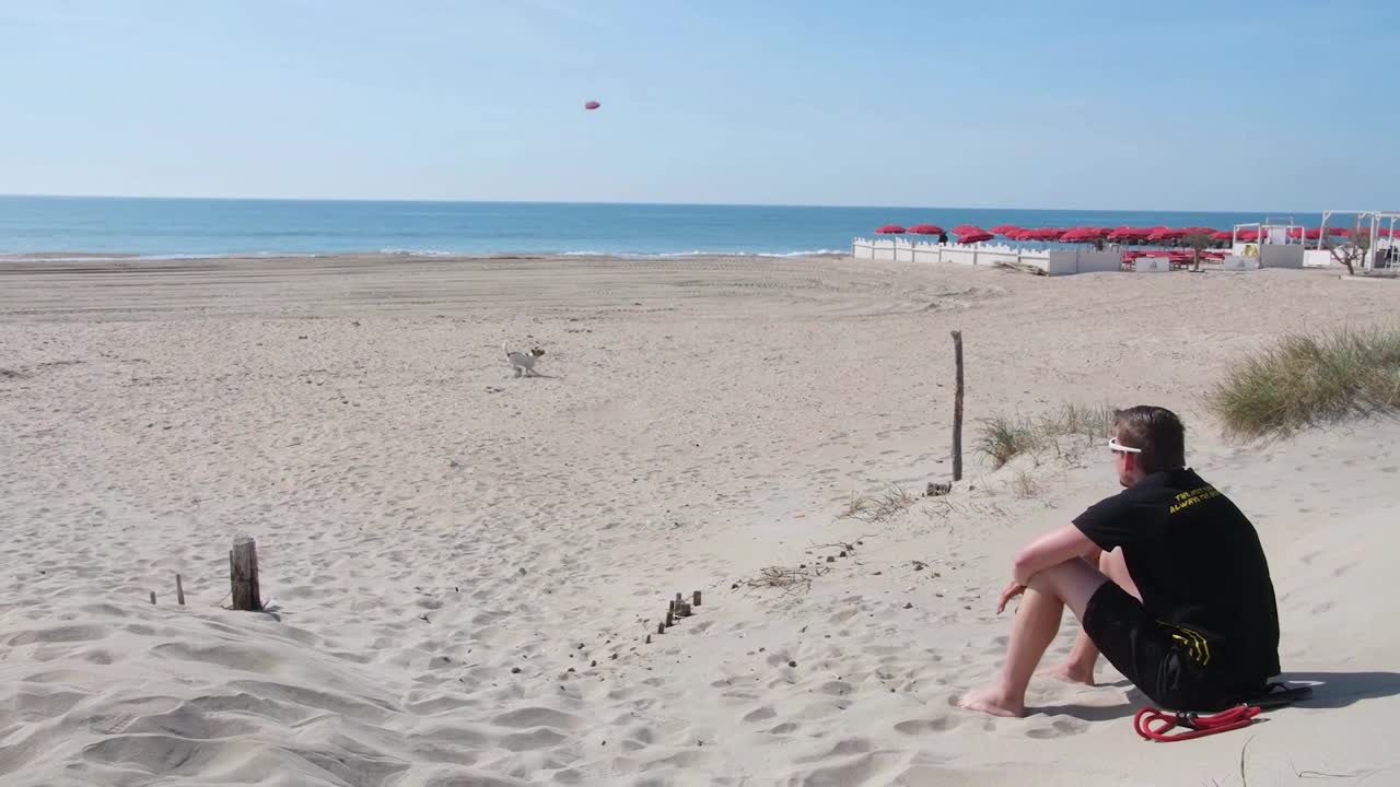 Adorable Dog Playing With Flying Disc On The Beach - Summer Time!