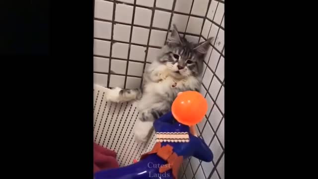 Cat gets scared then punches toy