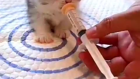 funny cats funny dogs animals videos #111