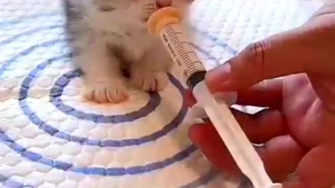 funny cats funny dogs animals videos #111