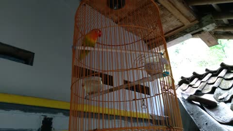 Burung Lovebird ngekek