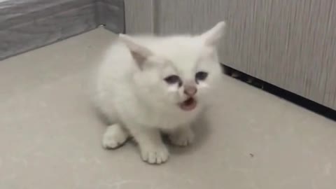 Tiny, tiny cat