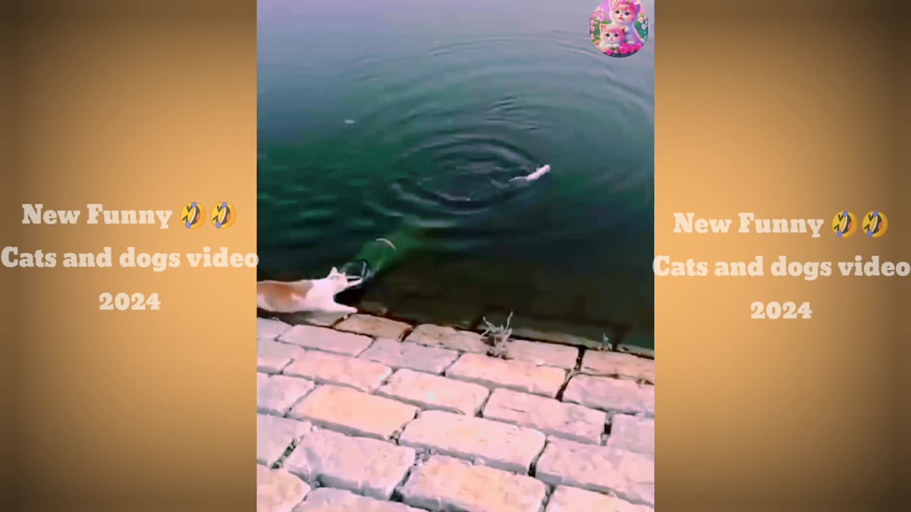 New Funny Videos 27-5-2024 😍 Cutest Cats and Dogs 🐱🐶 Part 12