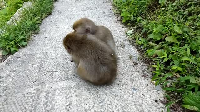 Two young snow monkeys playing