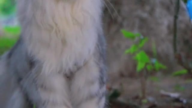 Kittens are shopping outdoors