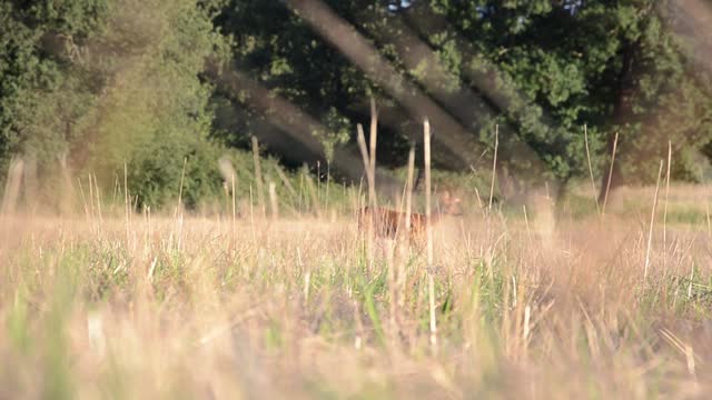 A Barking Doe