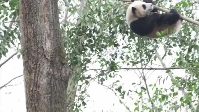 Giant Panda climbs tree like Ninja and sad ending