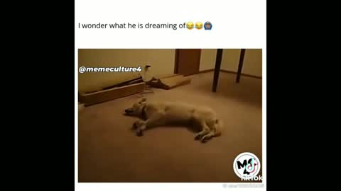 Super funny dog video 😂😂