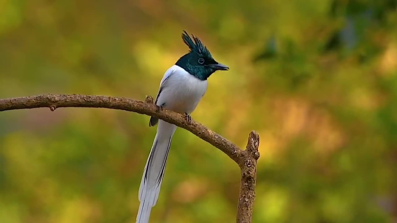 Asian paradise flycatcher (Male)