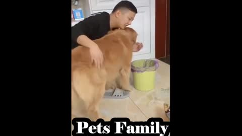 Try Not to Laugh - Puppies Edition #37
