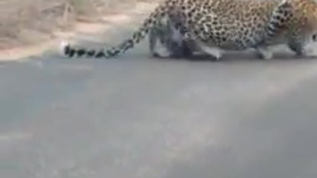 Leopard stalking an impala