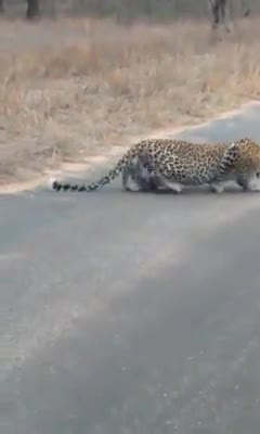 Leopard stalking an impala
