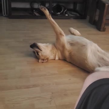 Eps 24. After a long day in the yard.