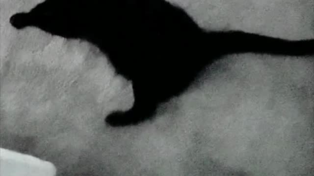 Adopting a Cat from a Shelter Vlog - Precious Piper and Her Morning Routine #shorts