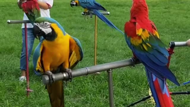 Parrot colourful Birds video