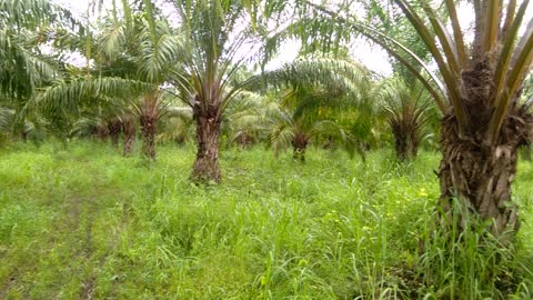 Oil palm nuts being loaded.