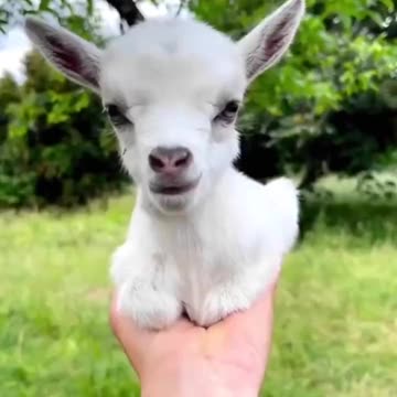 Cute handheld baby goats.. 😊