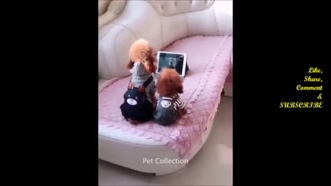 FUNNY ANIMAL PET VIDEO - Cute And Funny Pet Videos Compilation