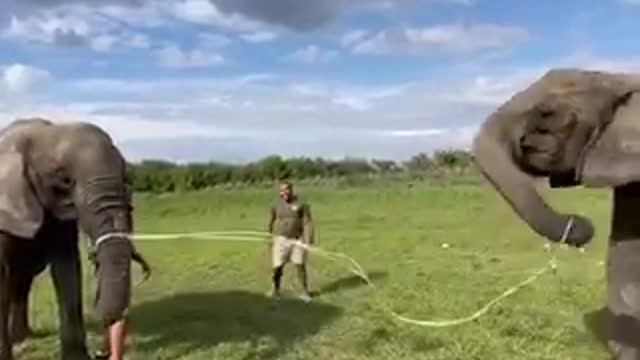 These animals are so incredibly smart and beautiful animals