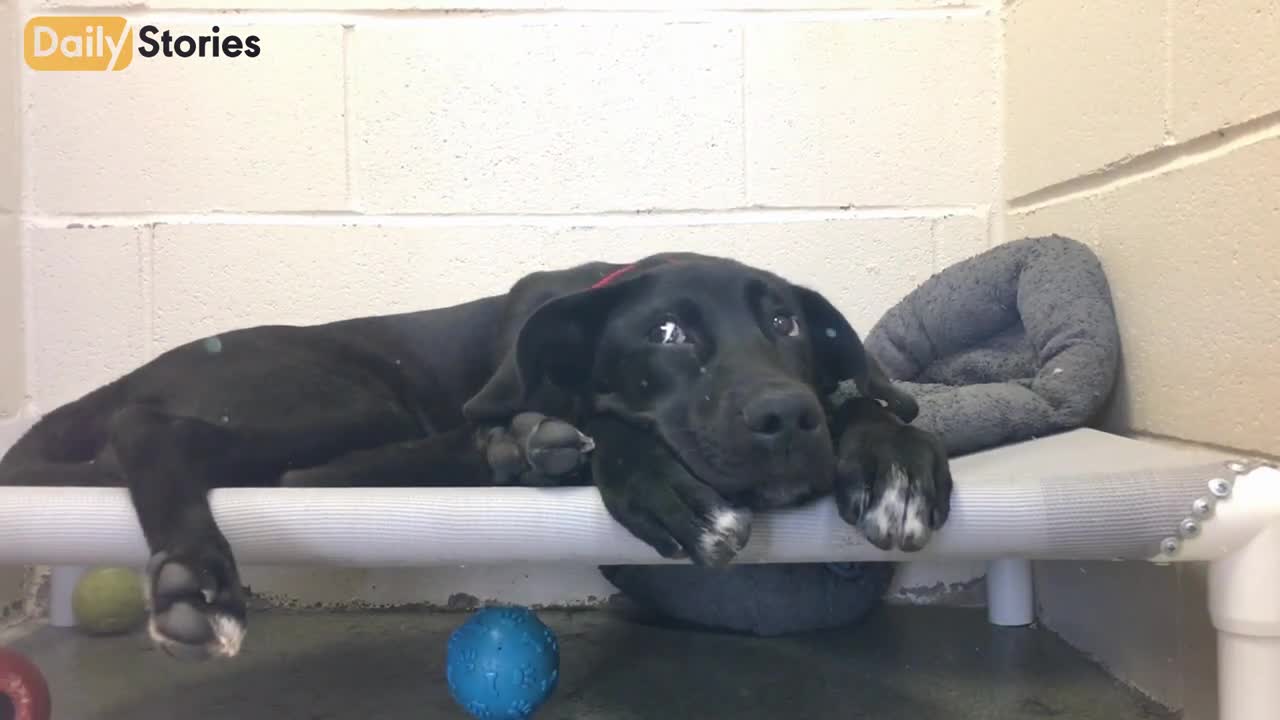 Heartbroken Mama Dog Cries Tears Of Joy As She Reunites With Her Puppies | Daily Stories]