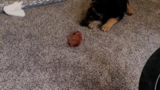 Kai's first pig ear