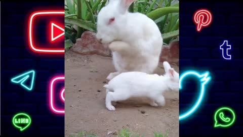 Baby Bunny Copying her Mother and Kisses her mother