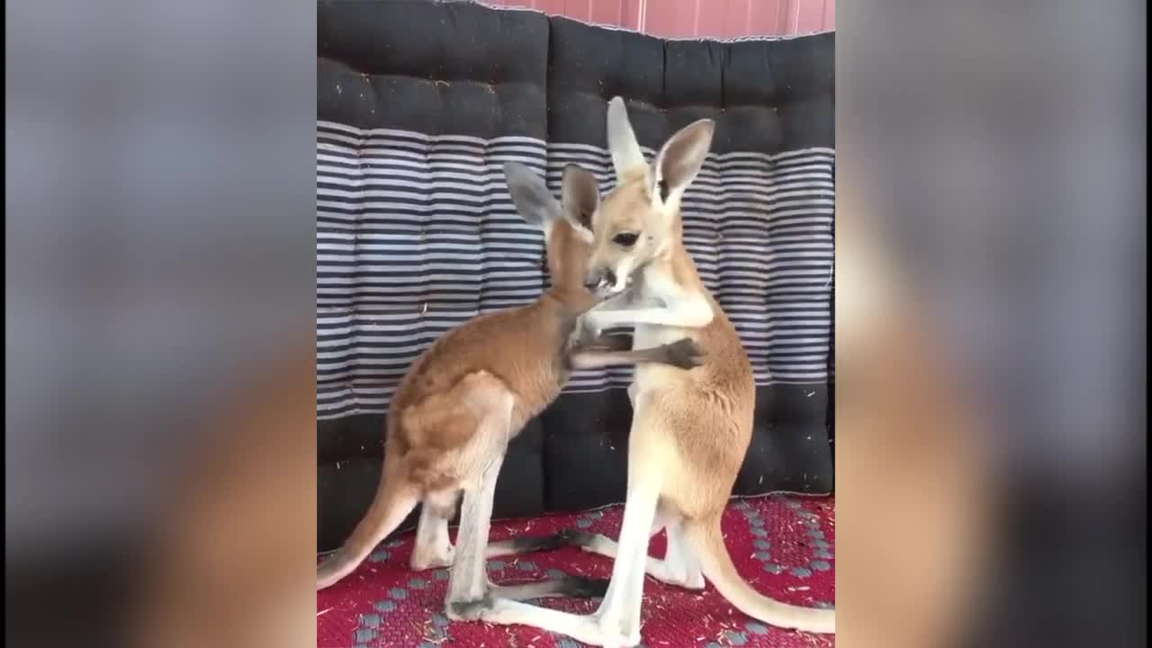 Funny Baby Kangaroo