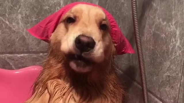 A dog in the bath