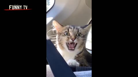 Funnyvideo| life entertainment video| happy moments| funny fails