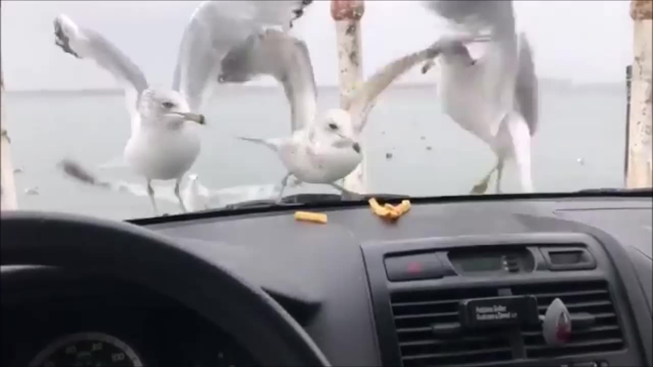 Seagulls are funny XD