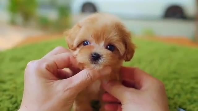 Teacup puppies, Is it cute?