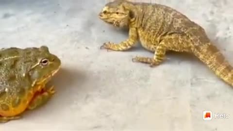 toad vs desert lizard