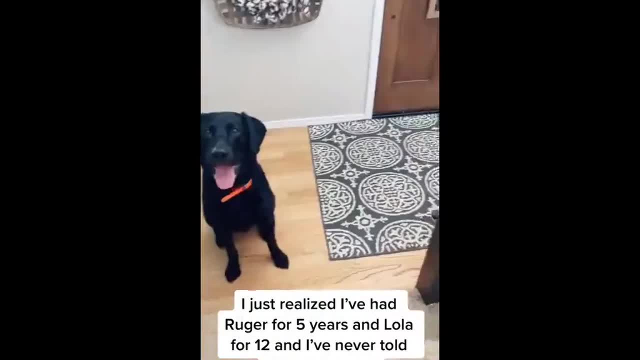 Girl tells her dogs her name for the first time - dogs are SHOCKED!