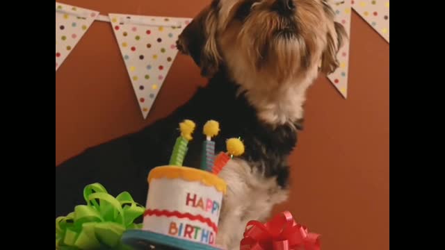 The cute dogs birthday today most and most funny moment