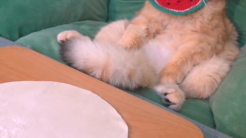 I don’t want to keep a cat. If anyone likes it, take it away!