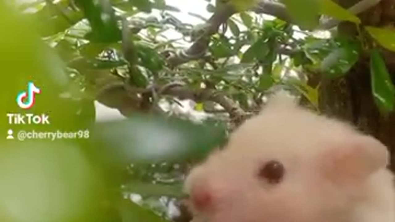 #hamster siu cute